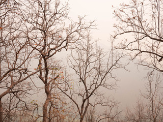 View of dry trees on a mountain in the summer with smog in northern Thailand. Air pollution that affects health.