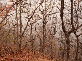 Obraz na płótnie Canvas View of dry trees on a mountain in the summer with smog in northern Thailand. Air pollution that affects health.