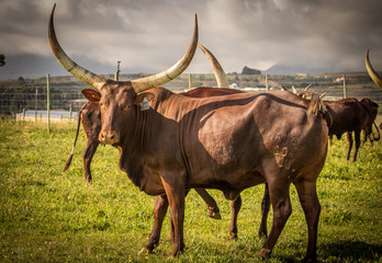 Ankoli cattle