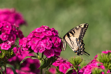 Swallowtail butterfly on pink flower