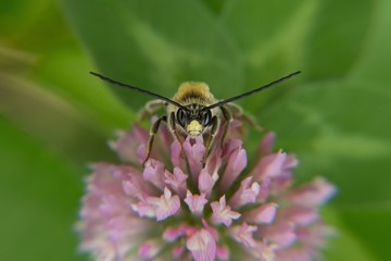 Little bumblebee sitting on a clover