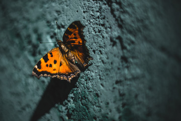 Fototapeta na wymiar Bright butterfly on a concrete wall