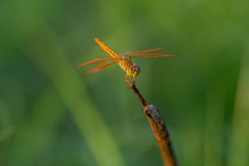 Dragonfly looking at camera on green leaf (green background)
