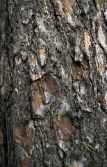 pine tree bark texture closeup