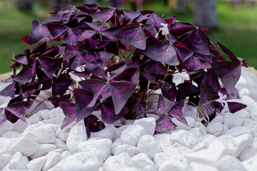purple-blue flowers lined with gray stones, landscape design in the park