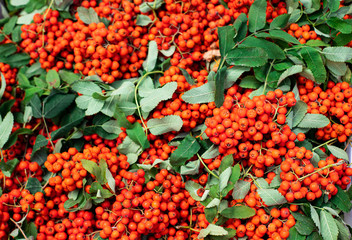 red rowan with green leaves, berries, texture