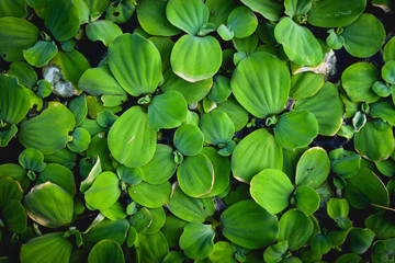 Green leaves decorated in vintage style.
