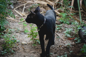 black cat in the garden 