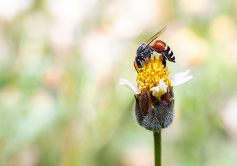 Close-up of a bee on a flower and yellow stamens.