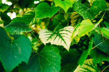 green leaves