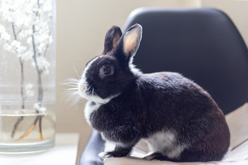 Rabbit in the house, sitting on a chair, close-up. Love to animals