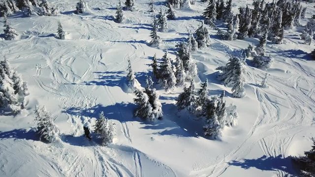 Snowboarder rides between Christmas trees in the forest, aerial shot. Drone follow a snowboarder riding in the forest during the day.