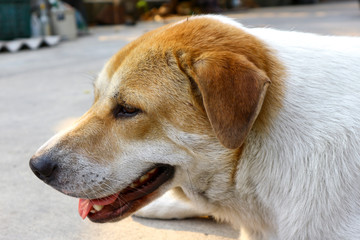Closeup photo of an adorable dog. 