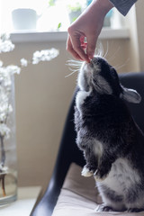 Closeup hand which feeds a rabbit, on a light background. Love to animals