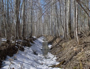 
ditch in the forest with water and melting snow
