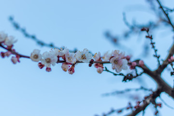 Tender White-Pink Flowers of Blooming Apricot tree on Vanilla Sky background with clear Moon