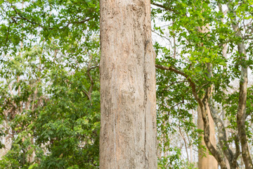 Teak tree in the forest	