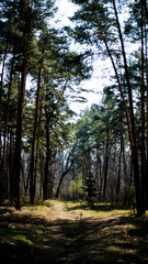 природа лес дерево 