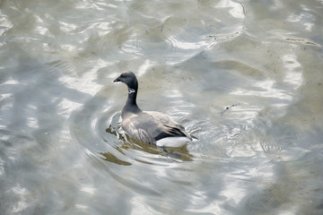 Oie sauvage sur l'eau .