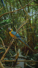 the bird is in the park in the morning