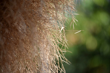 Close-up of long grass moving in wind. meadow reed background