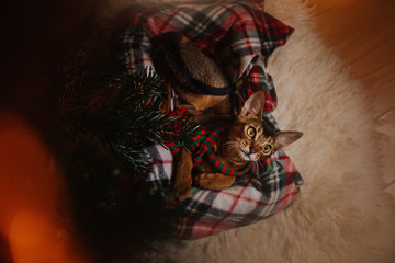 abyssinian kitten lying down under a christmas tree