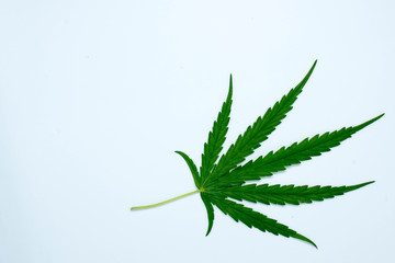marijuana plant on  white  background