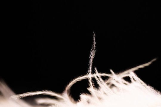 fluffy white ostrich feathers on a dark background