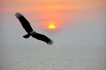 Fototapeten eagle in the sunset © chaiudon
