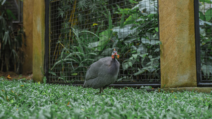 the bird is in the park in the morning