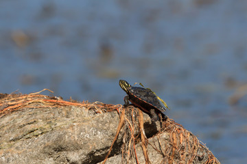 Midland Painted Turtle basking on a large rock surrounded by aquatic vegetation. 