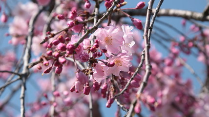 お花見