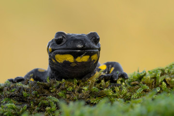 The fire salamander after thunderstorm (Salamandra salamandra)