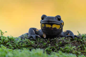 Amazing portrait of fire salamander at sunrise (Salamandra salamandra)