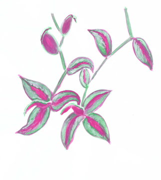 Drawing with watercolors: Tradescantia with green and lilac leaves.