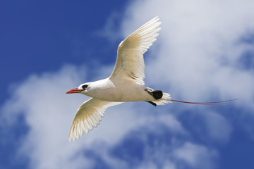 Rotschwanz-Tropikvogel im Flug