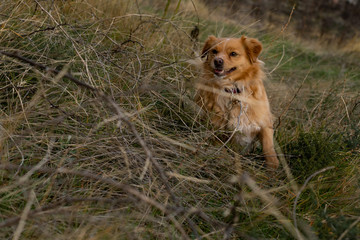 Happy dog in nature