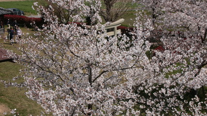 お花見