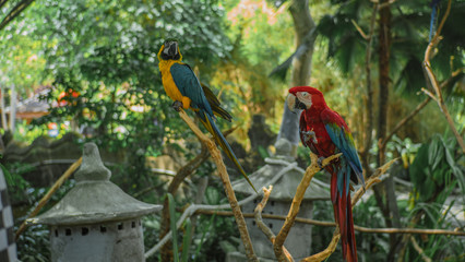 the bird is in the park in the morning