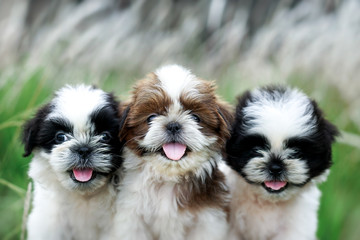 Portrait of a Shih tzu