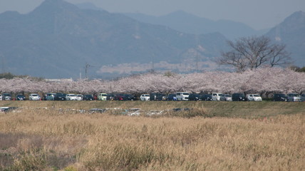 Fototapeta premium さくら