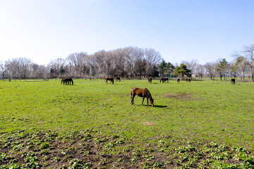 Plakat Horses in a farm