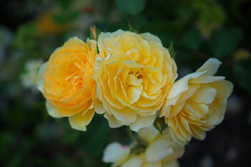 yellow roses in a public garden ,close-up