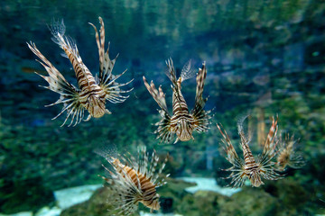 Naklejka na ściany i meble Scorpio fish in a aquarium