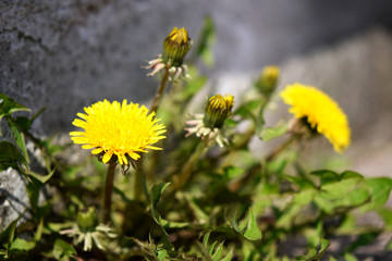 Dandelions with yellow flowers, in a joint in concrete. Close up with bokeh.