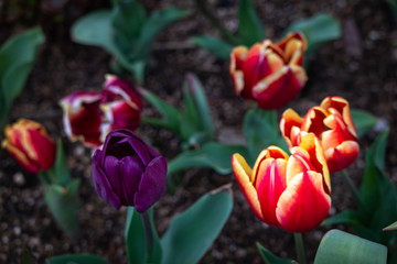 tulip flower blooming beautifully in the garden in spring