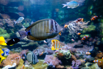 Fototapeta na wymiar Fishes are swimming in aquarium