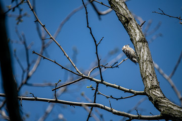 海浜公園の林で見かけたコゲラ