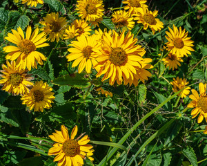 Beautiful Flowers Of Rudbeckia grow In flower bed in summer Close-Up.