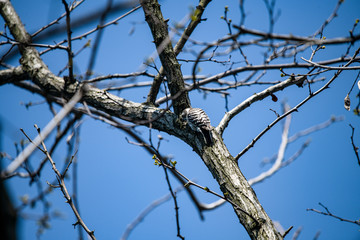 海浜公園の林で見かけたコゲラ